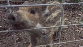 Interview with Frankenstein the Baby Hog