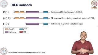 Pattern-recognition receptors-RLR