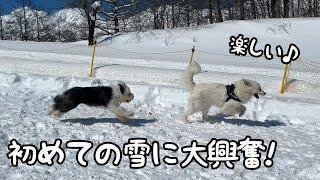 【まさかw】雪の中を楽しそうに走りまわる超大型犬と子犬とは違って妹は超絶不機嫌になっちゃいました笑｜グレートピレニーズ＆オールドイングリッシュシープドック＆トイプードル
