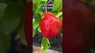 #redbellpepper #gardening #garden #raisedbedgarden #raisedbedgardening #farmlife #farming