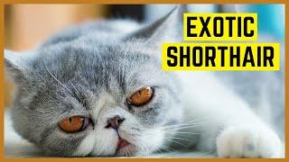 EXOTISCH KURZHAAR KATZE | Exotic Shorthair - Charakter, Haltung, Eigenheiten