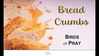 Bread Crumbs #18 - Birds of Pray