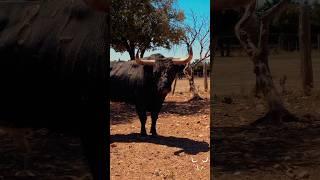 El campo bravo y su Toro de lidia ️                                                #toros