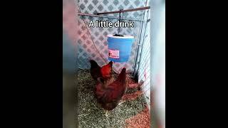 A day in the life of my chickens #shorts