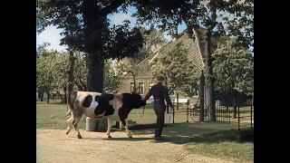 A wonderful introduction to The Netherlands back in 1956 in color! (AI enhanced and colorized)