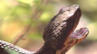 Kentucky Cottonmouth