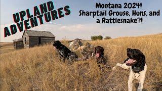 Montana 24, sharptail Grouse, Huns and a rattlesnake?!