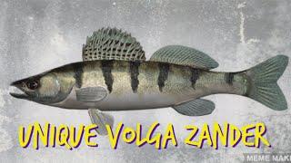 Fishing Planet - Unique Volga Zander - Akhtuba River