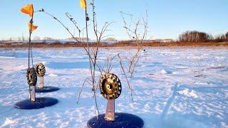 ЖДАЛ НЕ ЗРЯ.РЫБАЛКА НА ЖЕРЛИЦЫ.