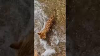 The cat swims in the sea | Котик плавает в море | Nature Beauty Shorts Feed