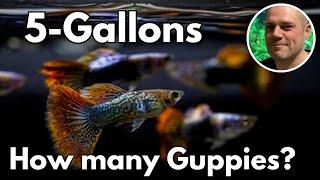 How Many Guppies Can You Keep in a 5 Gallon Aquarium?