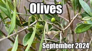 Growing Olive Trees In The UK - September 2024