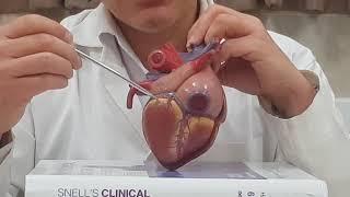 Persian Anatomy, Anatomy of the Heart, آناتومی قلب