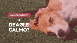 O que fazer para um cão da raça Beagle ficar calmo?