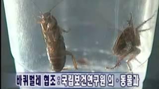 바퀴벌레를 전자렌지에 넣으면 어떻게 될까?