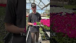 Here's a flower hack for your dream garden 🪴