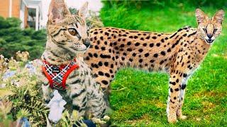 Life with our new African Serval F2 Savannah Cat (the world's most lethal cat)