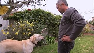 Why CESAR MILLAN Got Bitten By Food Aggressive Labrador Holly