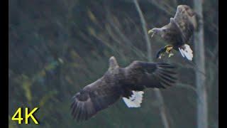 Seeadler , Streit um einen Hecht  ---  White-tailed Eagle, Dispute over a Pike