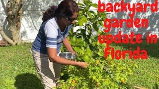 Guyanese living in Florida.Cherries & peppers picking. Planting pak choi bagee/bok choi and more..