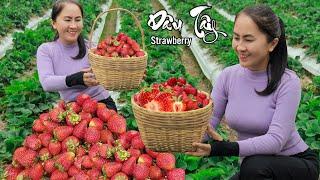 Harvesting STRAWBERRY - Cooking with my daughter | Emma Daily Life