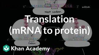 Translation (mRNA to protein) | Biomolecules | MCAT | Khan Academy