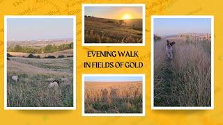 Summer evening walk in fields of gold