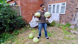 Our Vegetables Escaped To Neighbours Garden!! Urban Kitchen Gardening