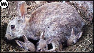 This Is Why the Childhood of Rabbits Is so Terrible