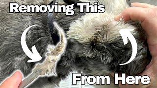 Schnauzer Ear Hair Removal