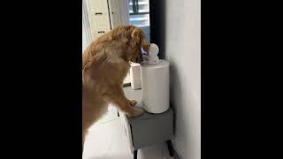 3078: Chinese golden retriever curiously interacts with camera in living room