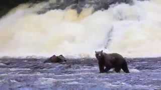 Grizzly Fishing In Pavlov River Alaska