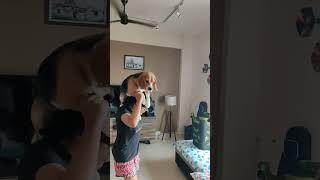Living with a Beagle dog - unlimited fun ‼️ #shorts #short #beagle