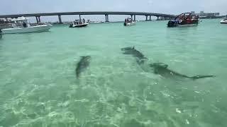 Hammerhead Shark Invasion on Crab Island- Destin FL