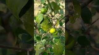 Growing Jujube fruit from cuttings | Indian jujube