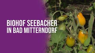 Biohof Seebacher in Bad Mitterndorf - Tomaten aus regionaler Produktion