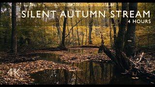 4 h - Silent Stream | Forest Stream Sounds | Calming Nature Sound | Autumn Ambience | Relaxing Video