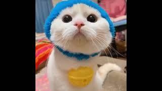 How A Real Doreamon Looks Like