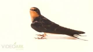 A Barn swallow (Hirundo rustica erythrogaster) at Iowa Bird Rehabilitation.