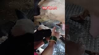 New Calvin my dairy farm l cow farming l cow farm l