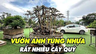 Thăm vườn anh Tùng Nhựa gặp nghệ nhân làm cây quá đẳng cấp