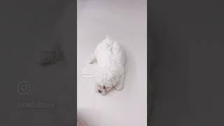 말대꾸는 안 돼요  강아지 vs 개띠  #강아지 #puppy #비숑