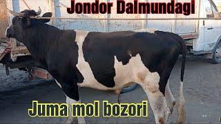 Jondor Dalmundagi Juma mol bozori buqalar narxlari 3/09/2021