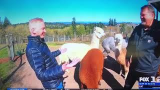 Andy Carson visits Alpacas of Oregon