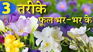 3 तरीके और फूल भर-भर के || 3 Steps to Bumper Flowering