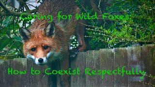 Ultimate Guide to Coexisting with Wild Foxes: Tips for a Harmonious Relationship