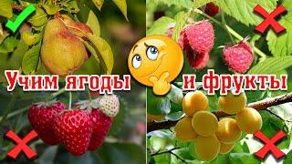 УЧИМ ЯГОДЫ и ИЗУЧАЕМ ФРУКТЫ! Развивающие мультики для детей