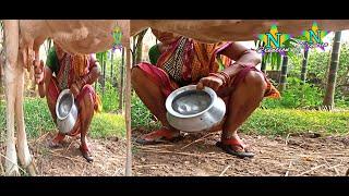 #viralvideo /cow miling gold vloge/sriya ki cow milking/vlog no –60