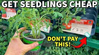 How To Get CHEAP PLANTS For Your Garden: Don't Get RIPPED OFF!