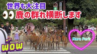 【世界も大注目】鹿の群れ横断します奈良公園